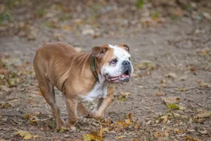 A joyful English bulldog running through autumn leaves in a park setting. jigsaw puzzle