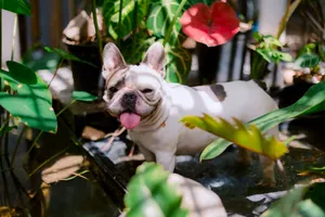 A playful French Bulldog enjoying a sunny day in a lush, vibrant garden with colorful foliage. jigsaw puzzle