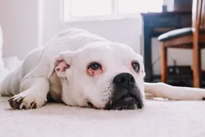 Close-up of a relaxed bulldog lying on a carpet in a comfortable indoor setting. jigsaw puzzle