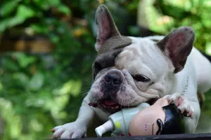French Bulldog playfully chewing a toy in a lush outdoor setting. Captured with a DSLR camera. jigsaw puzzle
