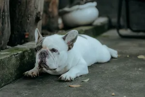 A French Bulldog resting on a concrete surface outdoors enjoying a calm moment. jigsaw puzzle
