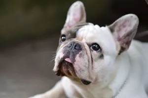 Close-up portrait of a French Bulldog looking upwards with expressive, soulful eyes. jigsaw puzzle