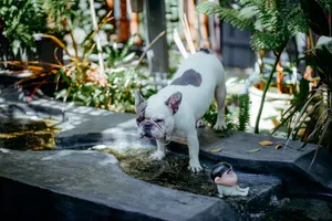 French Bulldog standing by an outdoor garden water feature with a toy. jigsaw puzzle