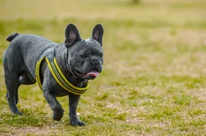 Adorable French Bulldog strolling on grass, wearing a harness, symbolizes companionship and joy. jigsaw puzzle