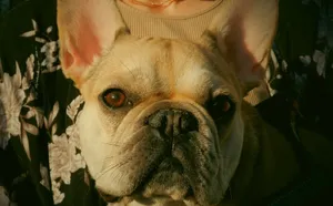 Adorable French Bulldog gazing attentively in a close-up portrait jigsaw puzzle