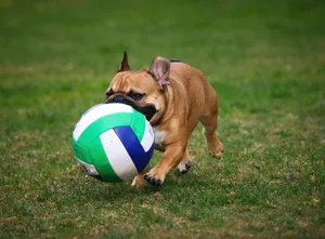 A playful French Bulldog enjoying a sunny day with a ball on the grass. jigsaw puzzle
