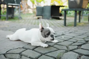 Cozy French Bulldog laying on patio, enjoying a sunny day outdoors. Perfect pet content. jigsaw puzzle