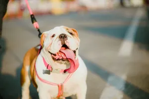 Happy English Bulldog with tongue out enjoying a sunny outdoor walk on a city street. jigsaw puzzle