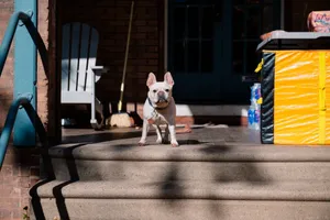 French Bulldog standing on porch steps, sunlight casting shadows, showcasing its curiosity and presence. jigsaw puzzle