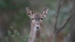 A female deer peering through the greenery in a forest in Israel. jigsaw puzzle