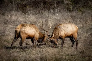 Two elk clashing antlers in a field, captured in their natural habitat. jigsaw puzzle