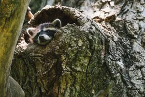 A raccoon peeks out from a tree hollow in a sunlit forest, showcasing wildlife in its natural habitat. jigsaw puzzle