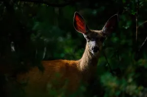 A deer stands amid dense forest foliage, highlighting wildlife beauty. jigsaw puzzle