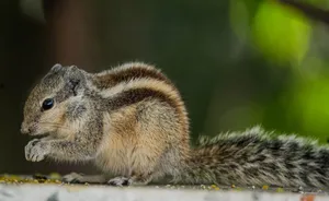 A detailed photograph of an Indian palm squirrel nibbling on a meal with green bokeh background. jigsaw puzzle