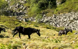 Three black horses graze in a lush mountain pasture surrounded by rocky terrain and greenery. jigsaw puzzle