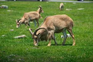 A group of Barbary sheep grazing peacefully in a sunny meadow. jigsaw puzzle
