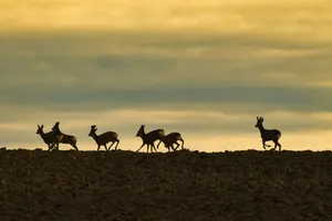 Silhouettes of deer running on a hill against a vibrant sunset sky in Garešnica, Croatia. jigsaw puzzle