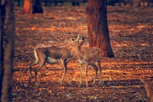 Two blackbucks stand gracefully in Chitradurga, India, during a serene golden hour in the forest. jigsaw puzzle
