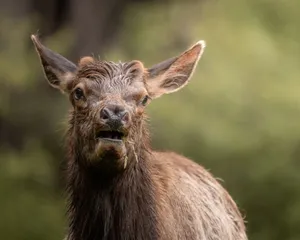 A detailed close-up of a wild elk in its natural habitat with a lush green background. jigsaw puzzle