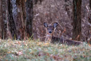 A young deer rests peacefully in a forest clearing, surrounded by tall trees. jigsaw puzzle