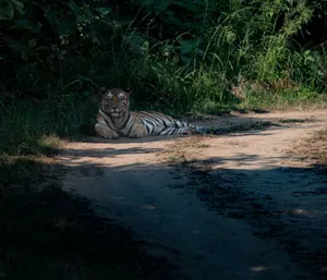 A serene image of a Bengal tiger lying on a sunlit forest path, surrounded by lush greenery. jigsaw puzzle