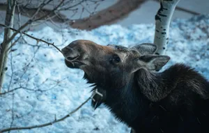 A moose feeds on branches against a snowy winter backdrop, highlighting nature's resilience. jigsaw puzzle
