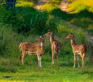 A serene scene of three Sri Lankan axis deer grazing in Kanha National Park, India, amid lush greenery. jigsaw puzzle