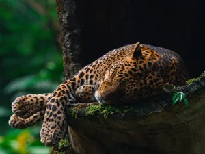 A tranquil scene of a leopard sleeping on a tree branch in the lush jungle of Indonesia. jigsaw puzzle