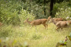 Axis deer herd walking through lush greenery in a serene forest setting. jigsaw puzzle