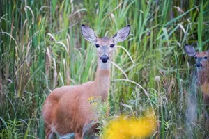A serene white-tailed deer standing in lush greenery, showcasing natural wildlife beauty. jigsaw puzzle