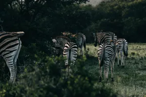 Herd of zebras with striped ornament on coat strolling in greenery savanna in twilight jigsaw puzzle