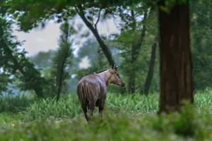 A nilgai antelope walking gracefully through a lush green forest, captured in Azamgarh, India. jigsaw puzzle