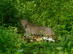 Majestic leopard in Karnataka jungle, capturing the essence of wildlife in natural habitat. jigsaw puzzle