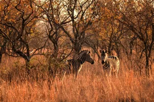A pair of zebras roam through a sunlit savanna during fall, surrounded by lush trees and tall grass. jigsaw puzzle