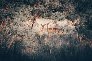 Impalas roaming through dense vegetation in Pretoria, South Africa wildlife scene. jigsaw puzzle