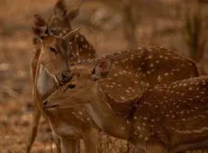 Intimate moment between two Chital deer in the wild, showcasing nature's beauty. jigsaw puzzle