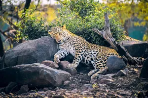 A serene leopard lounging on rocks, showcasing its natural beauty in the wild. jigsaw puzzle