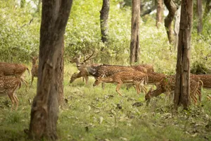A group of axis deer grazing in a verdant forest, showcasing wildlife in its natural habitat. jigsaw puzzle
