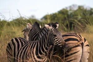 A group of zebras grazing together in the lush African savanna during the day. jigsaw puzzle