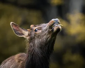 Captivating close-up of a deer grazing with soft bokeh background, showcasing nature's beauty. jigsaw puzzle