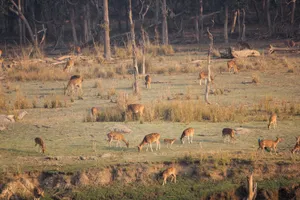 A herd of Chital deer grazing in a forest clearing in Nagpur, India. jigsaw puzzle
