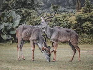 Two Greater Kudus with impressive antlers grazing serenely in a lush, natural habitat. jigsaw puzzle
