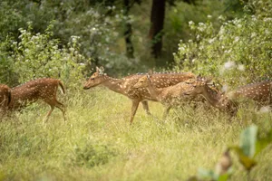 A herd of axis deer grazing in a vibrant green forest meadow, captured in a wildlife setting. jigsaw puzzle