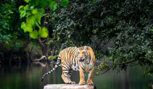 Majestic tiger stands on rock amidst vibrant jungle, showcasing wildlife beauty. jigsaw puzzle