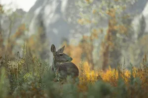 A mule deer sits in a colorful autumn meadow at Yosemite National Park. jigsaw puzzle