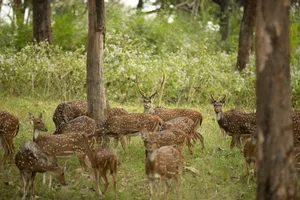 Group of axis deer grazing peacefully in a green, forested area during daytime. jigsaw puzzle