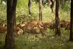A herd of spotted deer roaming through a dense, sunlit forest during the day. jigsaw puzzle