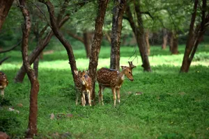 Spotted deer roaming peacefully in a verdant forest clearing, showcasing natural wildlife beauty. jigsaw puzzle