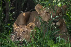 Two lions relax peacefully amidst dense green foliage, embodying the essence of wildlife tranquility. jigsaw puzzle