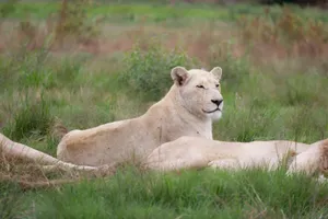 A serene scene of white lions relaxing in lush green grass, showcasing wildlife tranquility. jigsaw puzzle